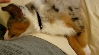 Coco has Puppy Dreams (Coco sleeping #2)
