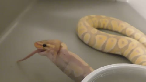 Live feeding banana hypo ball python part 2