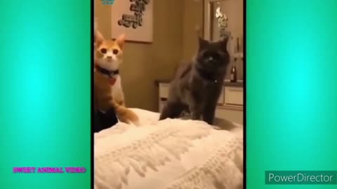 Cute and Funny Cat and Dog Video Compilation 😺😍 | Funny Animals #1 #2022