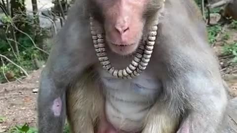 Cute Monkey China & Funny Love monkey| Animals Love