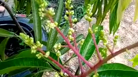 POKOK PAUH ( MANGGA)