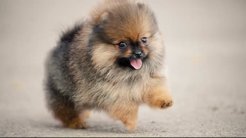 😍Cute and Funny Dogs | Cute Pomeranian Puppies Doing Funny Things