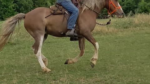 Hank left lead canter - one week in training - 29 July 2022