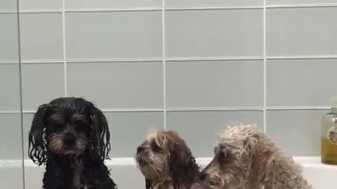 Three dogs in bathtub together stare at owner