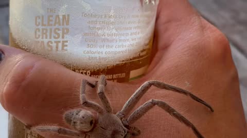 Huntsman Spider Joins In For A Cold One