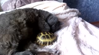 Cat And Turtle Cuddle With Each Other During Nap