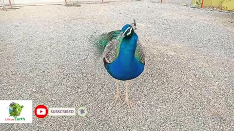 Feeding friendly bird peacock || life on earth.