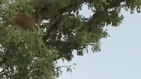 Lion climb on a tree to prey the monkey