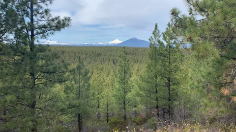Ponderosa Pine Heaven – Whychus Creek Trail – Central Oregon
