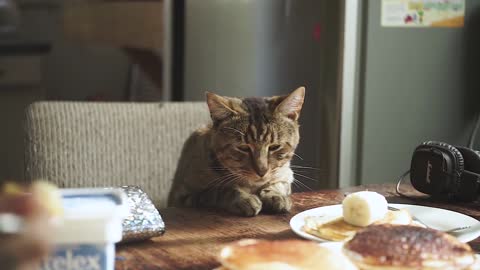 Cat At Breakfast Table