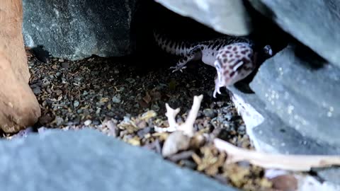 Behold the Leopard Gecko God