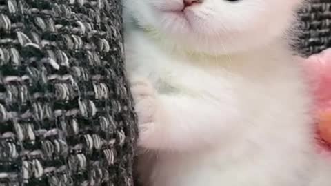 Beautiful cute a Kitten