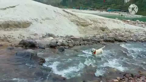 Dog enjoying water