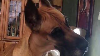 Great Dane head tilts to strange and confusing sounds