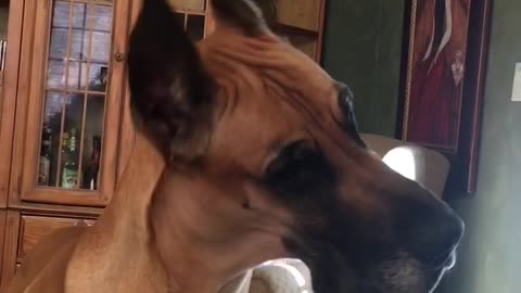 Great Dane head tilts to strange and confusing sounds