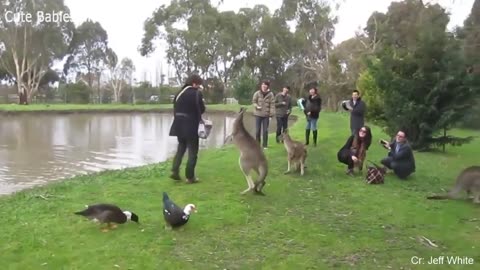 Animals Chasing People Funny