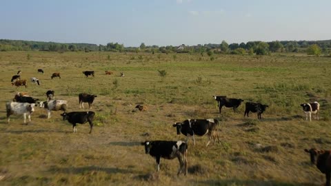 Flying over a meadow with grazing cows