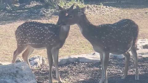 Two axis deer