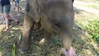 Elefante bebé crea momentos emotivos para visitantes del santuario