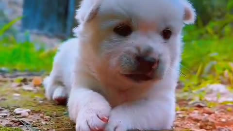 Cute puppy and fun animal video dog lover video