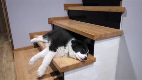 Sleeping Border Collie puppy going down the stairs