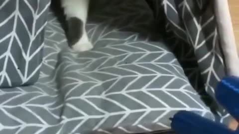 NERVOUS CAT WITH BRUSHING GLOVE! - FUNNY CATS AND CUTE