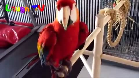 A Cute Talking Parrot.