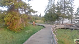Camping, then a Hike at West Thumb Geyser Basin, Yellowstone - Elk Encounter