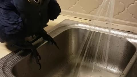 Thirsty Hyacinth Macaw Drinks From Faucet