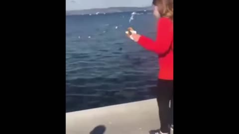 Woman Slips Into Tree, Man Throws Snacks Instead of Phone to Bird - Funniest Compilation"