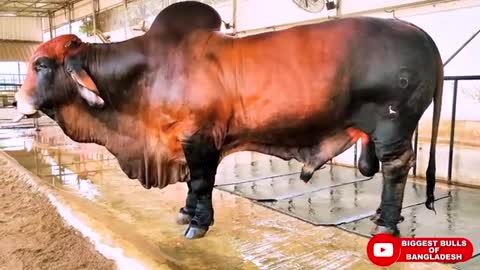 #brahman_cattle #brahman #brahmanbulls American Brahman Bull | Brownie's Ranch