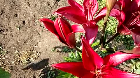 Elegant maroon lilies