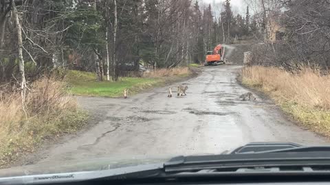 Lynx Family Go for Leisurely Stroll