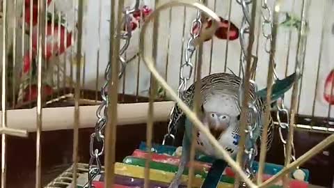 hungry parrot