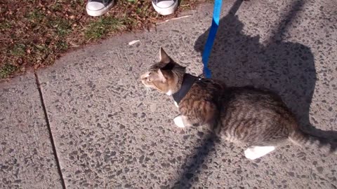 How to train your cat to walk on a leash