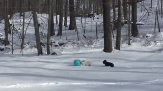 Black and white french bulldogs chase around a blue ball in the snow