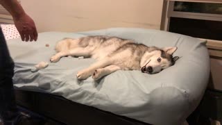 Husky Just Wants to Relax