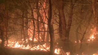 Një tjetër vatër zjarri në pyllin me pisha të Darëzezës ,flakët përhapen me shpejtësi