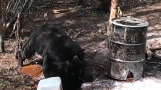 Black Bears Battle It Out