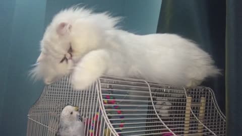 cat invasion on parrots cage!