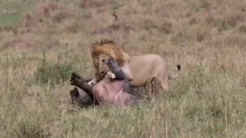 A lion kills a hippopotamus, pinning it down and eating it alive