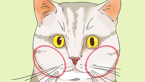 Identify An American Shorthair Cat