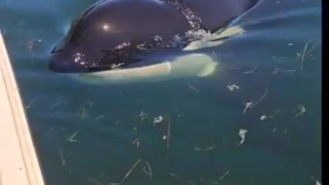 Orca pays a ''visit'' to a fishing boat