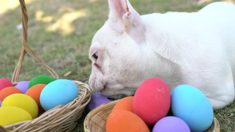 French bulldog eating easter egg