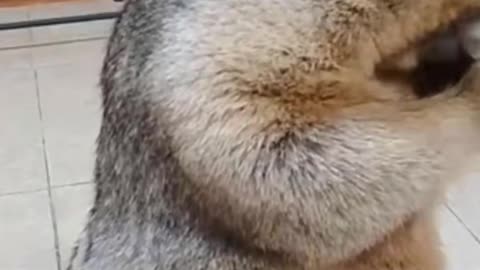 What is chubby Marmot waiting for me - Cute Marmot