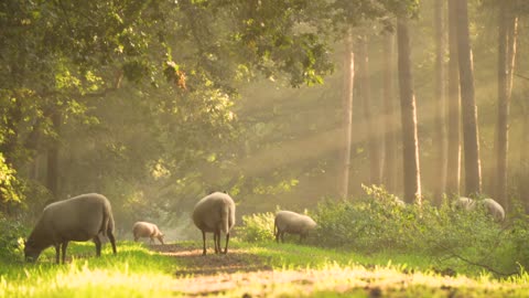 Sheep's group eating grass in the field