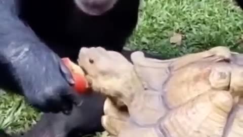 funny monkey Sharing is Caring