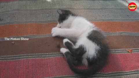 A beautyful cat playing on mat - it's so cute !
