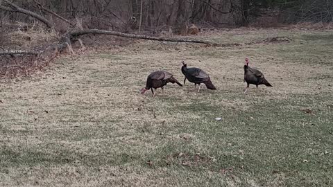 Wild turkeys - Greatful to be alive!🦃🦃🦃