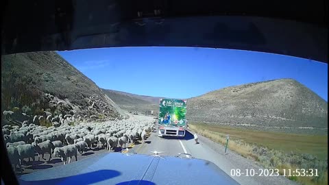 Sheep Herd Blocking the Road